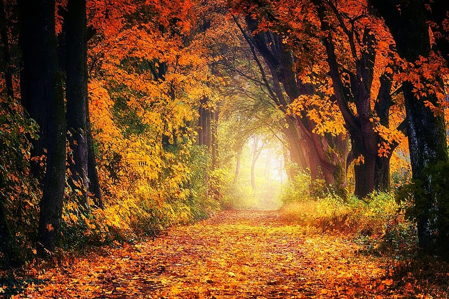 autumn-avenue-away-leaves-tree-nature-forest-rest-haze.jpg