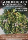 Balade découverte plantes sauvages – Jeudi 18 avril