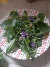 ATELIER DÉCOUVERTE PLANTES SAUVAGES de printemps à Quillan le 26 mars