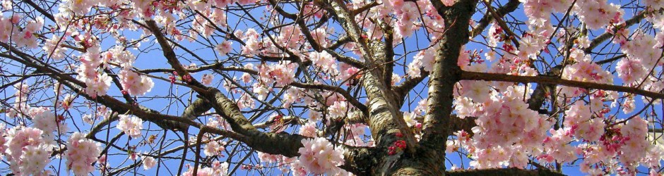 printemps-940x250.jpg